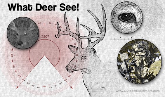 Can Deer See Red Flashlights? Understanding Their Vision